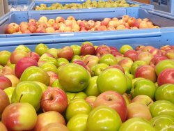 The image shows a variety of apples stored in blue plastic bins. The foreground is filled with crisp, shiny apples of different colors, mainly vibrant greens and reds with some featuring shades of yellow. These apples appear fresh and ready for distribution or sale. 