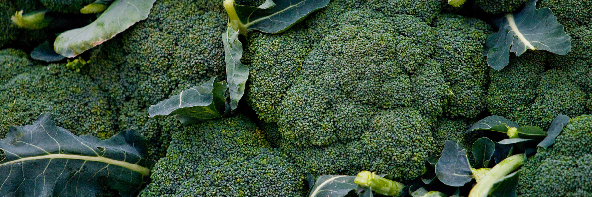 Broccoli header for Blog 1200x400px