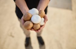 The image features a person holding a handful of freshly harvested mushrooms, prominently displaying both brown and white varieties. The focus is tightly on the mushrooms and the person's hands, conveying a close connection to the produce. This presentation underscores the freshness and natural quality of the mushrooms, likely cultivated at a Costa Mushroom facility. The blurred background suggests an outdoor setting or a spacious indoor area, emphasizing the agricultural context. The overall composition highlights the produce as the centerpiece, symbolizing the care and quality associated with the brand.