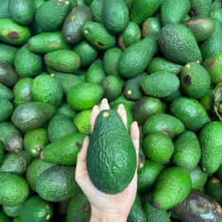 Avocado Donation