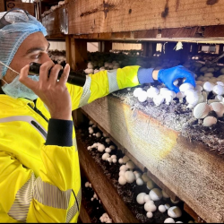 The image shows a man inspecting mushrooms at a Costa Mushroom facility. He's dressed in a vibrant yellow high-visibility jacket and a hairnet, highlighting strict hygiene standards. With one hand, he holds a flashlight to closely examine the mushrooms, while the other hand gently touches them, possibly assessing their growth or quality. The mushrooms are densely packed in growing beds within a controlled environment, suggesting a commercial mushroom farming setup. The meticulous care in handling and inspecting the produce reflects the company's commitment to quality in their agricultural practices.