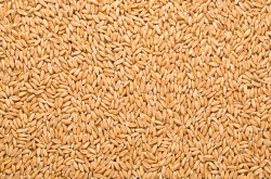 Wheat and barley donation